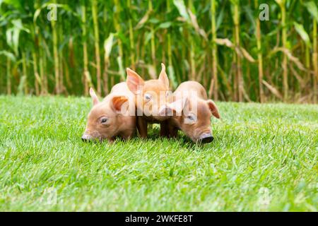 Trois bébés cochons debout devant un champ de maïs dans le nord-est de l'Iowa, été Banque D'Images