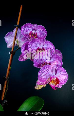 Gros plan de deux orchidées violettes sur une seule tige Banque D'Images