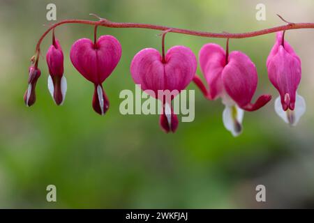 Chinois, coeur saignant, Lamprocapnos spectabilis, anciennement, connu, Dicentra spectabilis, dans le jardin des chalets, Brownsburg-Chatham, Québec, Canada Banque D'Images