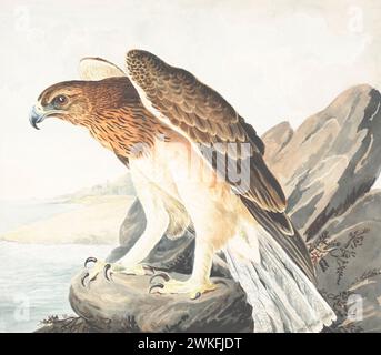 Aigle de Bonelli (Aquila fasciata) par Gwillim Elizabet en 1801 Banque D'Images