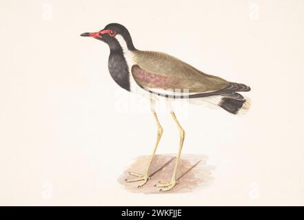 Lapsus rouge (Vanellus indicus) par Gwillim, Elizabeth en 1801 Banque D'Images