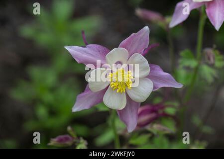 Aquilegia pubescens, Sierra Columbine poussant dans le jardin de chalets, Brownsburg-Chatham, Québec, Canada Banque D'Images