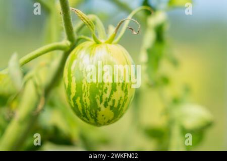 Plante zèbre vert orange non mûre. Plants de tomates (Solanum lycopersicum) en serre. Fond de légumes. Banque D'Images