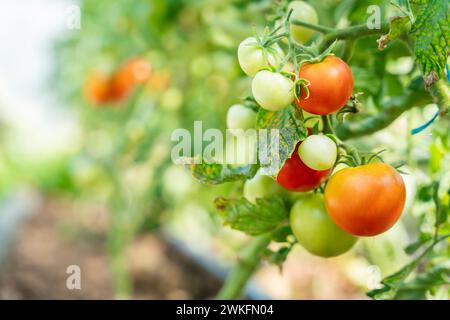 Plants de tomates (Solanum lycopersicum) en serre. Tomate de serre. Plants de tomates en croissance. Fond de légumes. Banque D'Images