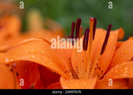 Orange, rose, Tulipe, Tulipa gesneriana, dans le jardin des chalets, gros plan macro avec beaucoup de détails Banque D'Images