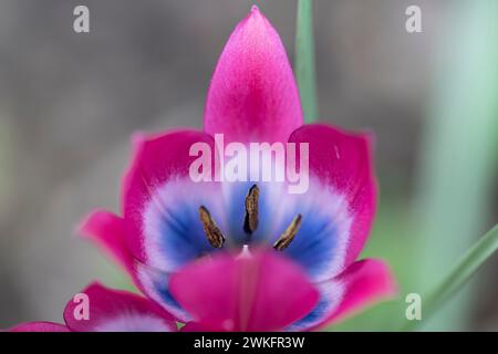 Lady Jane Tulip, Tulipa Clusiana, poussant dans le jardin de l'arrière-cour, type de jardin de chalet anglais Banque D'Images