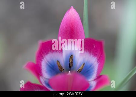 Lady Jane Tulip, Tulipa Clusiana, poussant dans le jardin de l'arrière-cour, type de jardin de chalet anglais Banque D'Images