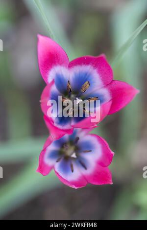 Lady Jane Tulip, Tulipa Clusiana, poussant dans le jardin de l'arrière-cour, type de jardin de chalet anglais Banque D'Images