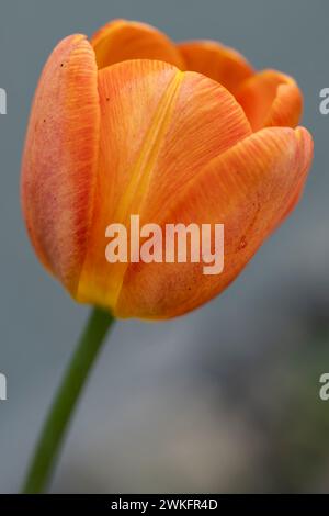 Orange, rose, Tulipe, Tulipa gesneriana, dans le jardin des chalets, gros plan macro avec beaucoup de détails Banque D'Images