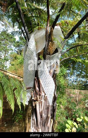 Cyathea medullaris ( fougère noire ) protégée des intempéries hivernales et des gelées par de la bubblewwrap observée au Royaume-Uni en février 2024 Banque D'Images