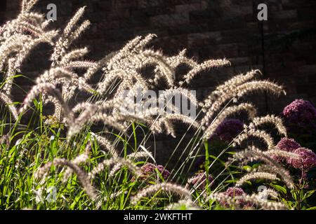 Pennisetum orientale Fontaine herbe floraison en août, Écosse Banque D'Images