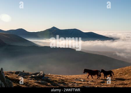 Snowdon ou Yr Wyddfa avec poneys Carneddau poneys des montagnes galloises dans la région de Snowdonia au nord du pays de Galles Banque D'Images