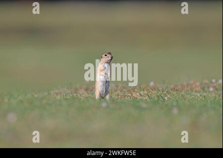 Un écureuil avec une araignée sur la tête. Spermophilus xanthoprymnus, Spermophilus Souslik-Ground Squirrel anatolien Banque D'Images