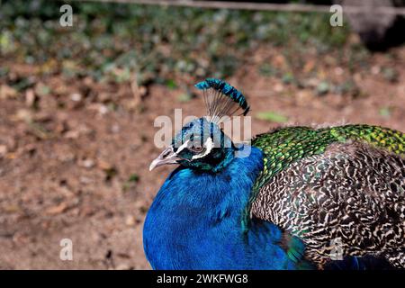 Gros plan d'un paon de haute qualité présentant des couleurs bleues, vertes et grises éclatantes Banque D'Images