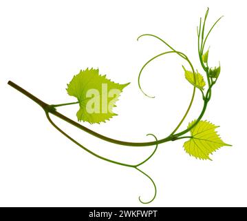 Feuilles de branche de vigne de raisin vert frais. Verdure. Branche de vigne, isolée sans ombre. Jeunes branches de vigne de raisin frais avec des feuilles. Nature estivale Banque D'Images