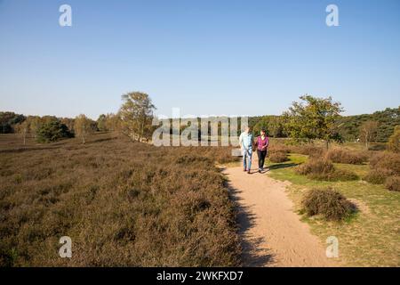 Randonneur dans le Westruper Heide, landes près de Haltern am See, Parc naturel Hohe Mark Westmünsterland, NRW, Allemagne Banque D'Images