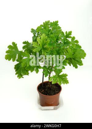 Une seule plante du géranium parfumé dans un pot en plastique sur fond blanc : une belle plante parfumée qui est parfaite pour ajouter de l'arôme au hom Banque D'Images