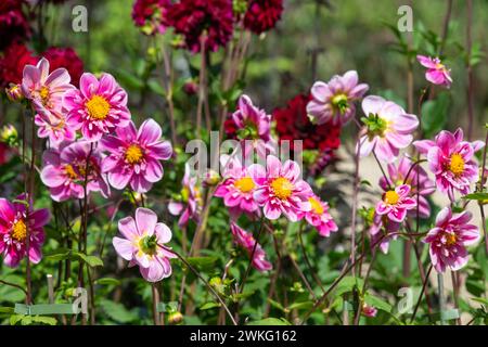 Gros plan de dahlias roses en fleurs Banque D'Images