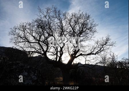 Silhouette de vieux chêne au coucher du soleil. Banque D'Images