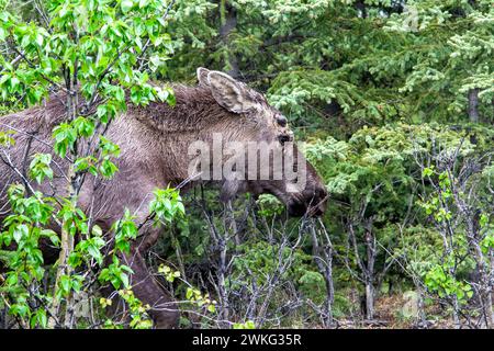 Jeune et immature, l'orignal mâle, dans les profondeurs de la nature sauvage de l'Alaska. Banque D'Images
