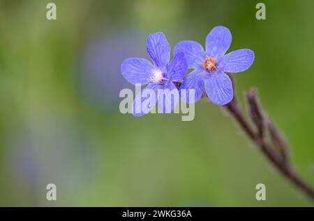 Anchusa azurea - plante sauvage au printemps. Banque D'Images