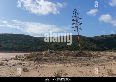 Agave americana ou agave bleu sur une plage avec des collines verdoyantes, côte de l'océan Atlantique, Algarve, Portugal Banque D'Images