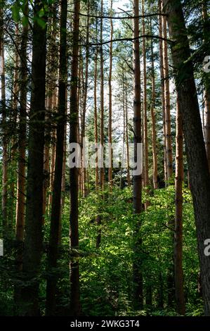 Hauts troncs d'arbres dans la forêt illuminée par le soleil, la forêt pendant la saison estivale. Banque D'Images