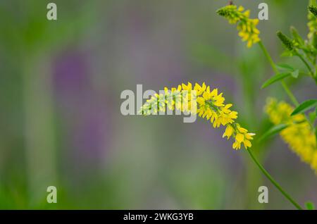 Fleurs de Melilotus officinalis est sur fond lumineux d'été. Arrière-plan vert flou. Faible profondeur de champ. Banque D'Images