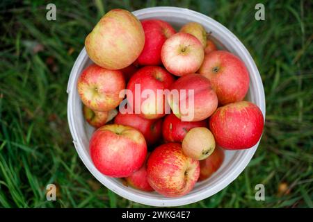 Un seau de pommes au verger de cueillette de pommes à l'automne dans le Massachusetts, États-Unis. Banque D'Images