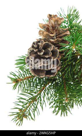 Sapin avec cônes. Décoration de Noël. Forêt. Herboriste. Branches de pin avec pommes de pin. Feuilles et cônes d'épinette. Sapin sur fond isolé blanc Banque D'Images