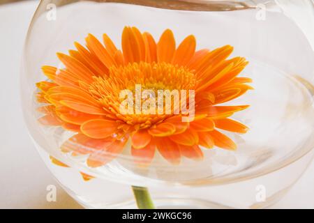 Gros plan de fleur de gerbera orange coupée immergée dans l'eau dans un bol de poisson, Eisenstadt, Autriche. Banque D'Images