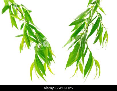 Feuilles de saule vert isolées. Branches de saule. Saule vert frais. Pour décor floral. Banque D'Images