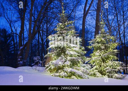 Arbres à feuilles persistantes décorés de lumières de Noël illuminées au crépuscule en hiver. Banque D'Images