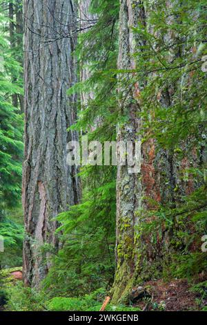 Sapin de Douglas dans une ancienne forêt le long de McKenzie River National Recreation Trail, Willamette National Forest, Oregon Banque D'Images