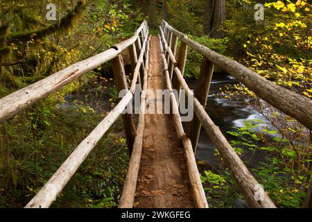 Perdu le long du pont du ruisseau McKenzie River National Recreation Trail, McKenzie Wild and Scenic River, forêt nationale de Willamette, Oregon Banque D'Images