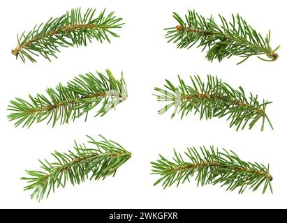 Ensemble de branches de sapin mignonnes pour un décor floral. Isolé sans ombre. Gros plan des branches d'épinette verte. Noël. Nouvel an .saison des salutations. Banque D'Images