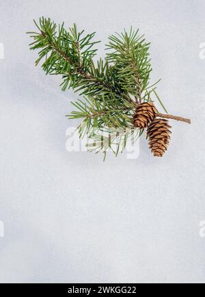 Les branches de pin sont couvertes de gel, de fond naturel d'hiver naturel, d'aiguilles de conifères recouvertes de neige en gros plan, de flou et d'espace de copie. CH Banque D'Images