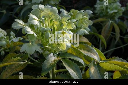 Fleurs vertes attrayantes d'hellebore Corse ou argutifolius 'Silver Lace' floraison avec un fond de feuilles à la fin de l'hiver et au début du printemps, SP Banque D'Images