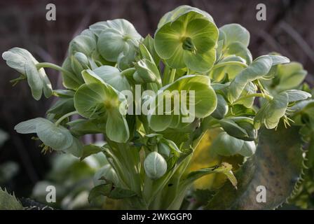 Fleurs vertes attrayantes d'hellebore Corse ou argutifolius 'Silver Lace' floraison avec un fond de feuilles à la fin de l'hiver et au début du printemps, SP Banque D'Images