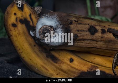 champignon blanc sur la peau de banane pourrie. Banque D'Images