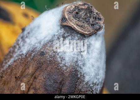 champignon blanc sur la peau de banane pourrie. Banque D'Images