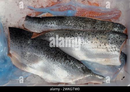 Saumon atlantique (Salmo salar) sur glace dans un comptoir réfrigéré comptoir de poisson de poissonnier vente au détail, commerce alimentaire, commerce de gros, commerce du poisson, spécialité Banque D'Images