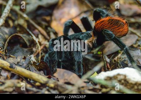 Tarentule rouge mexicaine, vagans de Tliltocatl, à l'extérieur de Burrow After Rain Banque D'Images