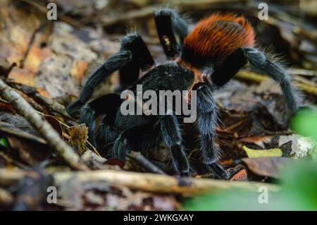 Tarentule rouge mexicaine, vagans de Tliltocatl, à l'extérieur de Burrow After Rain Banque D'Images