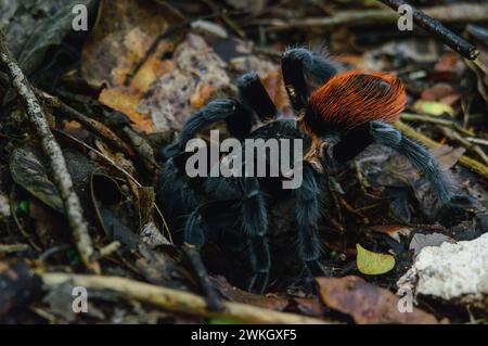 Tarentule rouge mexicaine, vagans de Tliltocatl, à l'extérieur de Burrow After Rain Banque D'Images