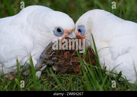 Un gros plan de deux adultes australiens Little Corella -Cacatua sanguinea- oiseaux sur le sol combattant au-dessus de la pomme de pin d'un pin dans une lumière douce Banque D'Images