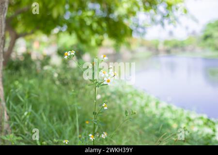 Bidens Pilosa Marguerite poussent à l'état sauvage près de la rivière Banque D'Images