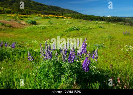 Lupin, Tom McCall préserver, Columbia River Gorge National Scenic Area, New York Banque D'Images