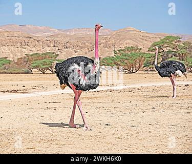 Autruche dans la réserve naturelle de Hai-Bar, Israël Banque D'Images