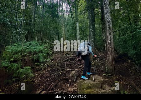 Trekking à travers les forêts profondes de la route de pèlerinage de Kumano Kodo, Wakayama, Japon Banque D'Images